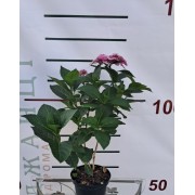 Гортензія крупнолиста "Mariesii Perfecta"